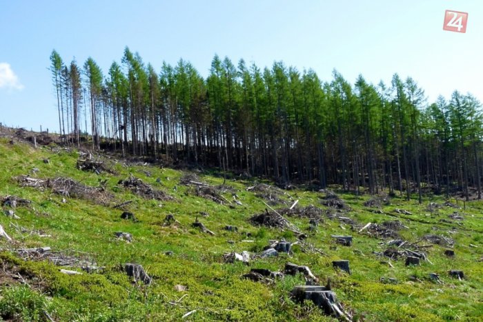 Ilustračný obrázok k článku Nečinnosť vyhovuje lykožrútovi. Dvestoročné tatranské lesy vysychajú